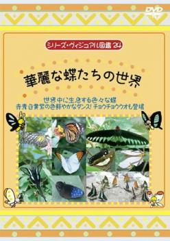 シリーズ・ヴィジュアル図鑑 24 華麗な蝶たちの世界 中古DVD レンタル落ち